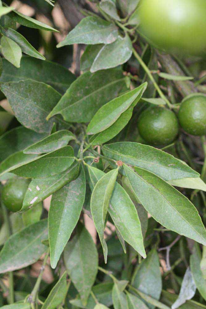              Sun leaves (Riverside, CA)       